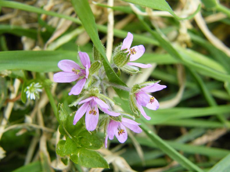 Erva de S. Roberto - Geranium robertianum.JPG